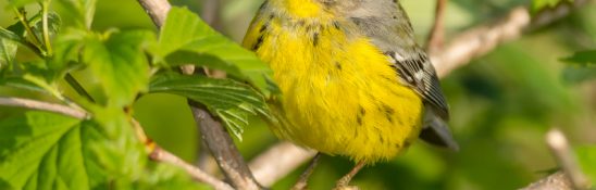 Wind 'Does Not Belong' On Great Lakes Shores: American Bird Conservancy