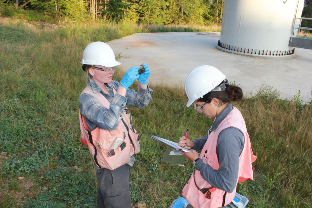 Study: Wind Turbines Posing Significant Threat To Hoary Bat Species