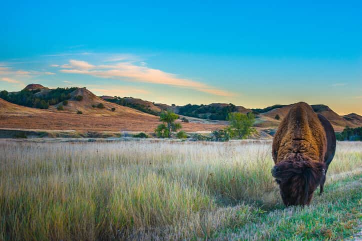 bison great plains