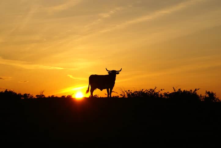 Sunset with Longhorn steer