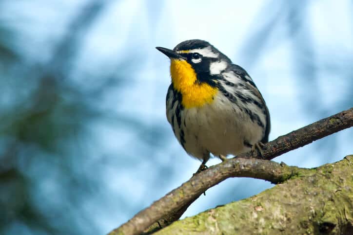 Yellow-throated Warbler perched on a branch