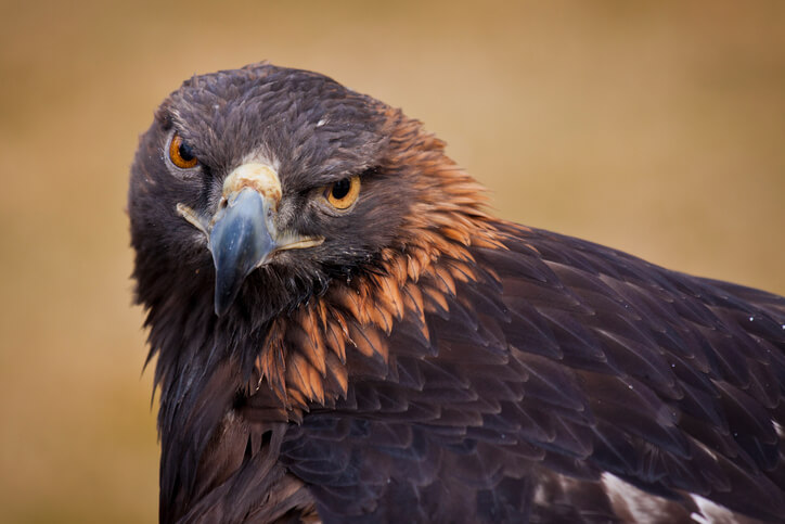 Federally Funded Project Seeks To Deter Eagles From Wind