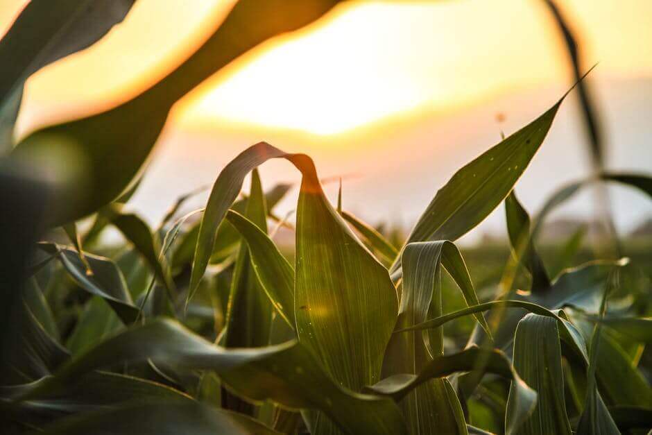 cornfield