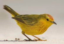 warbler