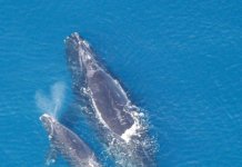 right whales