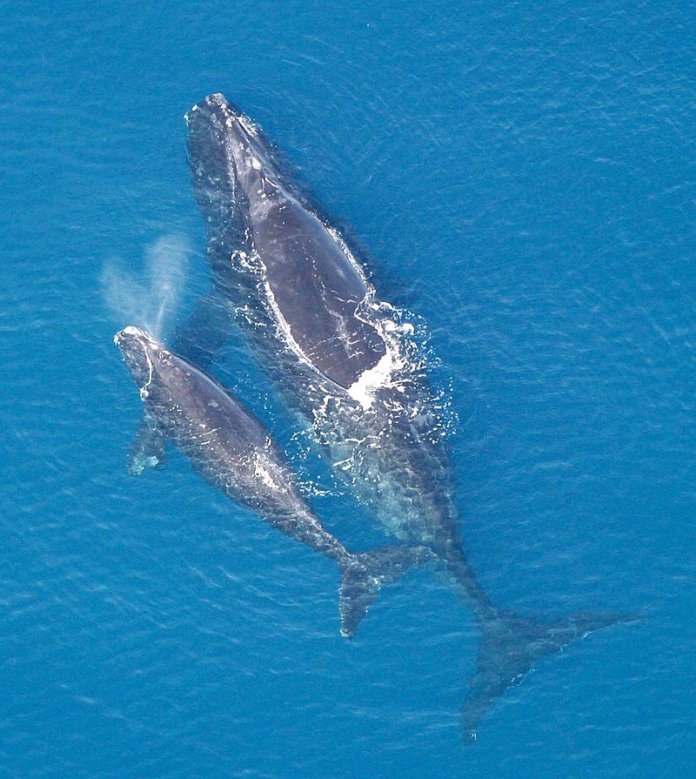 right whales